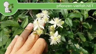Gew&ouml;hnliche Waldrebe - Bl&uuml;te/Bl&uuml;ten - 07.06.18 (Clematis vitalba) - giftige Wildpflanzen bestimmen