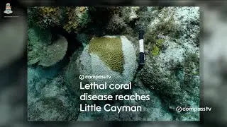 Lethal coral disease reaches Little Cayman