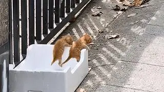 На коробке у дороги были два плачущих котёнка, и решение любимого принесло нам двойное счастье.
