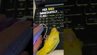 Эта птичка просто хочет быть мышкой 😂😂 #шорты