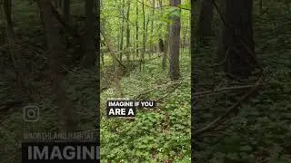Opening up Forest Canopy for Turkey Nesting and Deer Fawn Cover #deermanagement #deerhunting