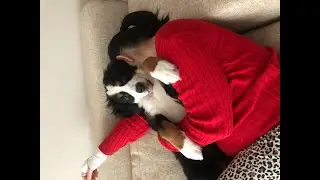 Bernese yavrusu ile geçen 2 ay ( geldiğinde 4 kiloydu şimdi 18 kg )