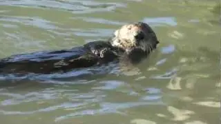 Sea Otter Using a Rock to Open Clams