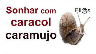 SONHAR COM CARACOL - CARAMUJO significado