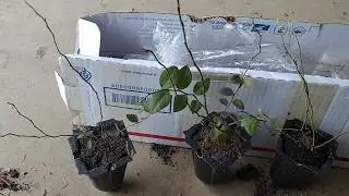 Посадка низкорослой голубики (Vaccinium Angustifolium)