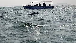 Dolphin Point Adventure on 28th December