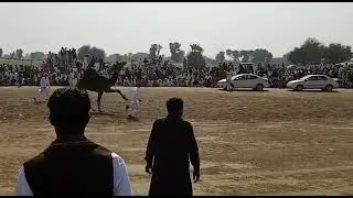 New camel dance 2022. [Latest camel dance] Mhar mharam Khan k onth ka dance.