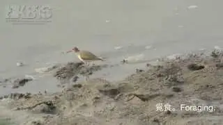 磯鷸 Common Sandpiper (Actitis hypoleucos)