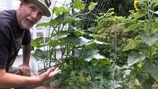 August Garden Update