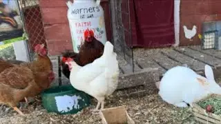 Chicken coop can live.Jan.20 afternoon. #chicken #rabbit #backyardchickens #birdwatching