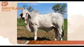 BIG COUNTRY BRAHMAN SALE - Lot 306 Gipsy Plains 241650 (PS)
