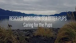 Minnesota Zoo Rescued Northern Sea Otter Pups Chapter 1: Caring for the Pups