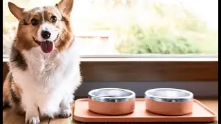 Trot Puzzle Slow Feeder - Pet Feeding Reimagined