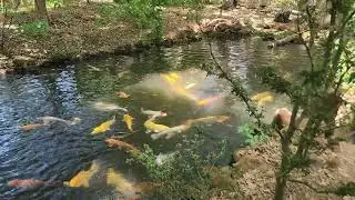 Koi pond at Metro Maple