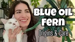 Blue Oil Fern (Microsorum thailandicum) Origins & Care 💙 Plant of the Week Ep 2