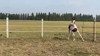 FOAL ID #13 - APHA Bay Tobiano splash filly