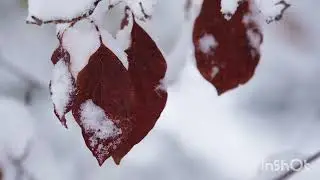 Winter snow the form of ice crystals / a layer of snowflakes (white crystals)