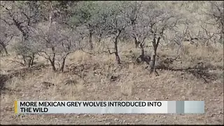 Mexican wildlife managers release 2 pairs of wolves