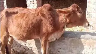 Cow for sale in Pakistan|Big cow for sale in Punjab