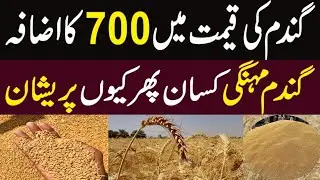 Wheat Price Increase 700 per Mound | Wheat Price Increase in Pakistan ||