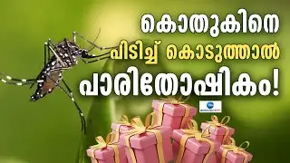 Philippines Dengue Outbreak | കൊതുകുകളെ പിടിച്ച്കൊടുത്താൽ സമ്മാനം നൽകുന്ന ഗ്രാമം!