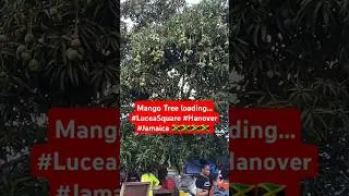 Mango Season Loading in #hanoverjamaica #lucea #Jamaica 🇯🇲🇯🇲🇯🇲