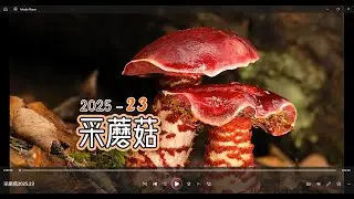 采蘑菇2025 23. 童话般的森林里长着童话般的蘑菇