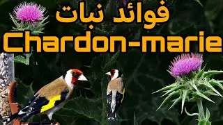 فوائد نبتة Chardon-marie مع تقديم بعض النصائح كما جرت العادة  
