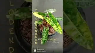 plants Lover #varigated #monstera #collectionplants