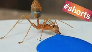 Ant Drinking Liquid Candy #shorts