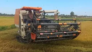 How Rice Cutting Machine Working Skills, Kubota DC-105X Rice Harvesting Machine In Cambodia