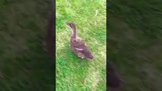 Running through the grass. #duck #funnyvideo #cute #quackers