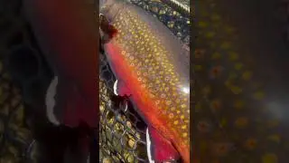 MY BIGGEST Brook Trout! Fell in LOVE with IT