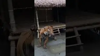 on camera 🐅tiger Attack women in in side house! #trending #tiger #shortvideos