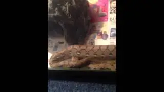 Better quality video of my new female platinum reticulated python