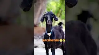Tag Rashmi Desai Name wali funny 🤣😂 Video || Shahab Khan Vloger || #youtubeshorts #comedy #funny