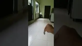 Baby Egret bird's flying test and result  ●.●  Robi has done it successfully.🕊