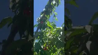 Cherry picking: nature's treasure hunt 🍒🍒 #adventure #fun #roadtrip #sweet #shorts #tasty #enjoy