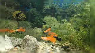  New Fish Tank Setup 🐠🪴🐟