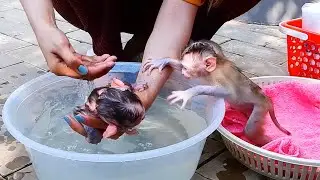 Smallest Baby Monkey Axel Refused Mom To Take Bath For Him He Try To Take Out From The Water