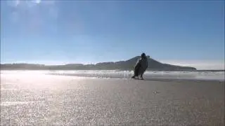 Juvenile Pied Shag on Waikouaiti Beach