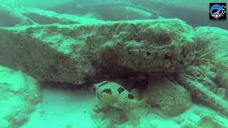 The Fish Tank - Kanduoiy Giri