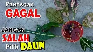 Tehnik Stek Daun Puring dengan Media Air Agar Berhasil #GoGreen #178
