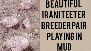 Irani Teeter / Francolin  Breeder Pair Play in Mud || The Mughal Birds | Ammar Mughal ||