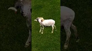 A unique way of extracting wool from sheep #shorts #sheep