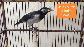 Jalak suren 3 bulan gacor cocok untuk pancingan jalak suren bahan atau muda yang malas bunyi