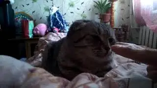 Пяу