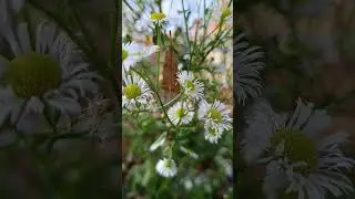 🌲 Wild Animal Encounters 🦌💚 | How to Stay Safe & Respect Nature 🌿🐻