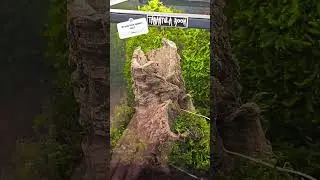 I filled this enclosure with moss !!! #enclosure #tarantula