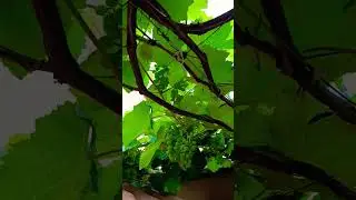 #aduboliquido #garden #suportedeplantas #dueto #insecticida #emvaso #plantas